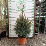 Smrek balkánsky (Picea omorika) – výška 80-100 cm, kont. C12L